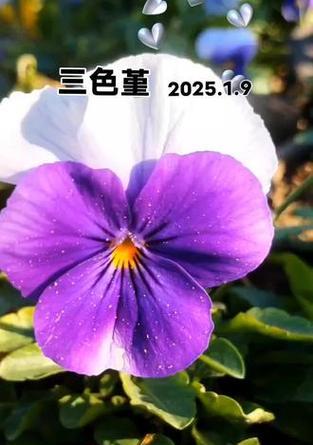 一三色堇的花语是什么？它有哪些特别的含义？