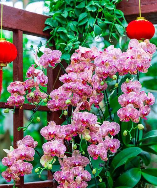 小蝴蝶兰的花语是什么？它象征着怎样的情感？