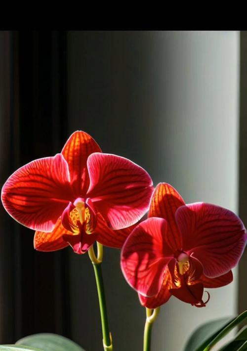 花蝴蝶兰的花语是什么？它在花语中代表什么？