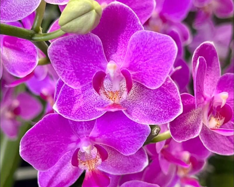 花蝴蝶兰的花语是什么？它在花语中代表什么？