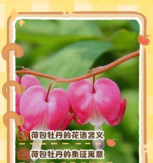 百结花的花语是什么？它有哪些独特的含义？