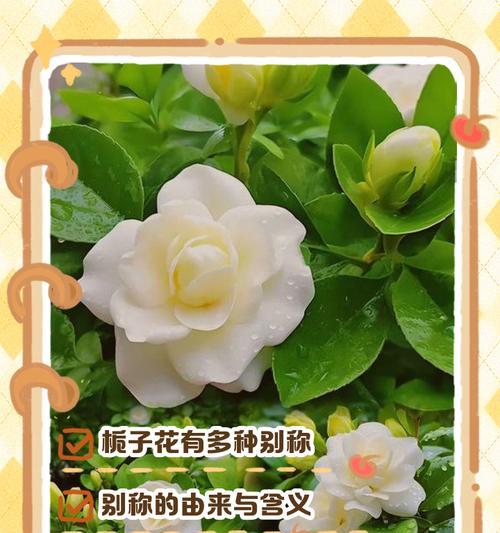 百结花的花语是什么？它有哪些独特的含义？