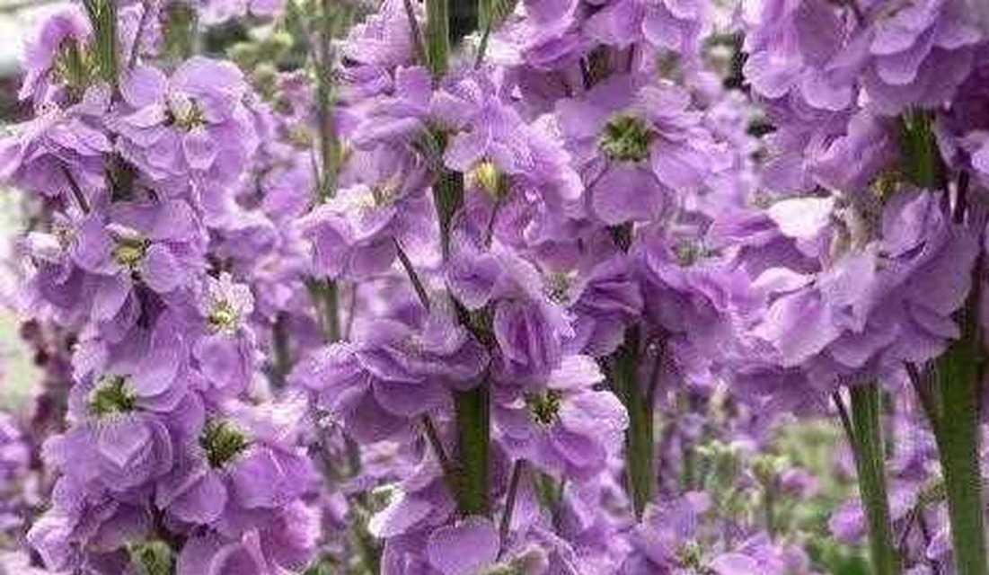 紫罗兰的花语是什么？它有哪些特别的含义？