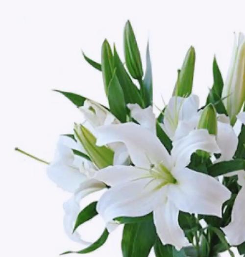 百合花语在爱情中代表什么？它象征着怎样的情感？