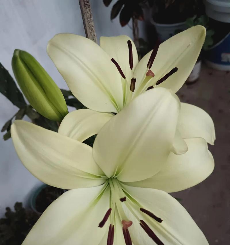 百合花语在爱情中代表什么？它象征着怎样的情感？