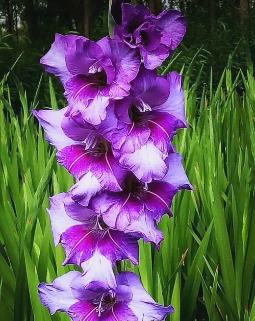 菖蒲剑兰的花语是什么？它有哪些独特的含义？
