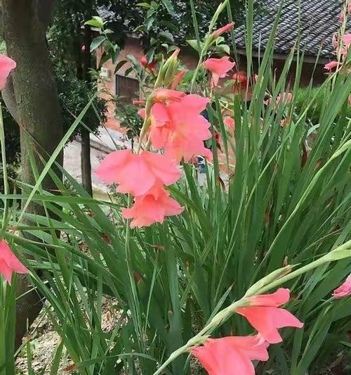 菖蒲剑兰的花语是什么？它有哪些独特的含义？