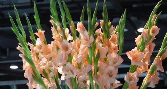 菖蒲剑兰的花语是什么？它有哪些独特的含义？