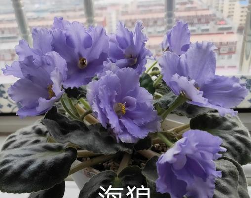 七彩堇的花语是什么？它在花语中代表什么？