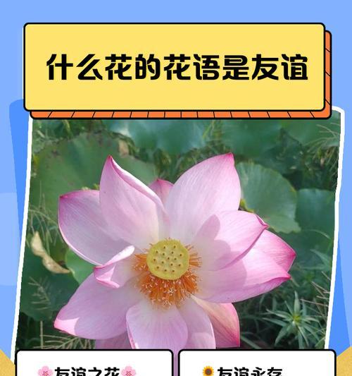 七彩堇的花语是什么？它在花语中代表什么？