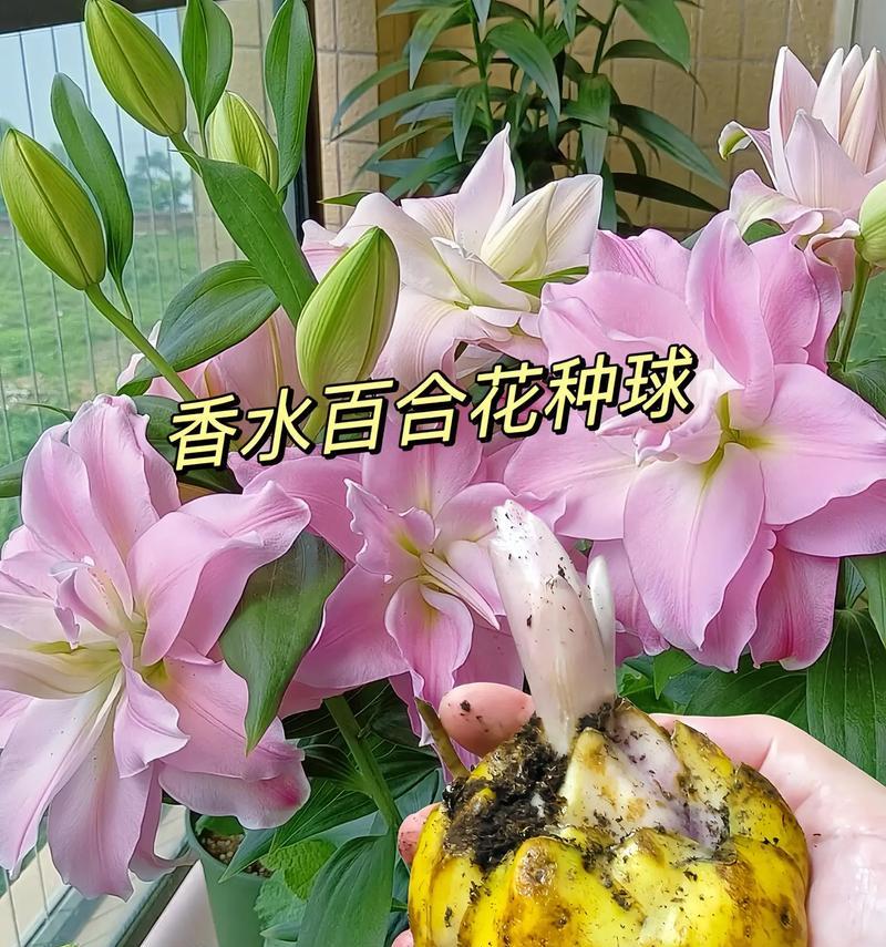 百合重瓣花语是什么？如何表达爱意？