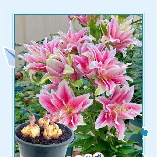 百合重瓣花语是什么？如何表达爱意？