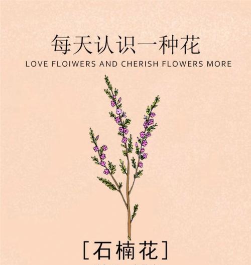 千年红象征着什么？它的花语有哪些？