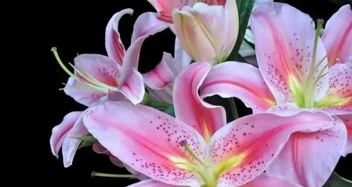 百合花语情侣版是什么？如何用百合表达爱？