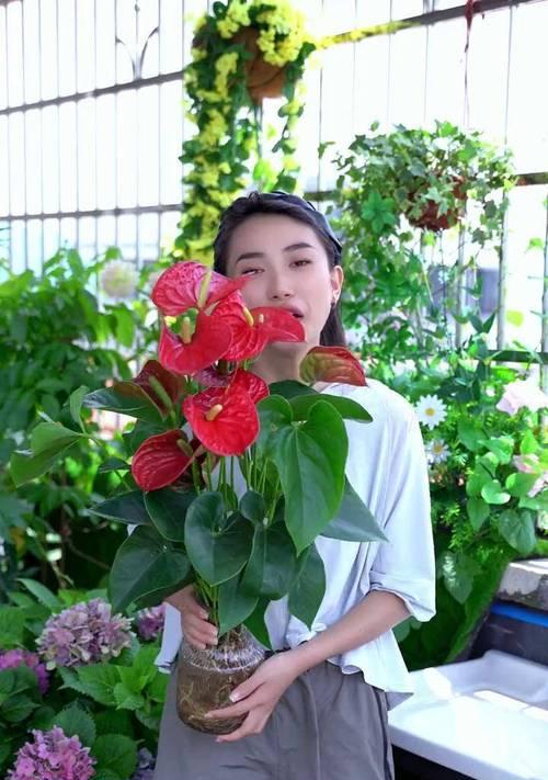 一棵红掌的花语是什么？如何传递情感？