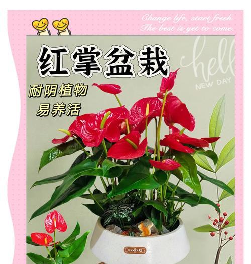 一棵红掌的花语是什么？如何传递情感？