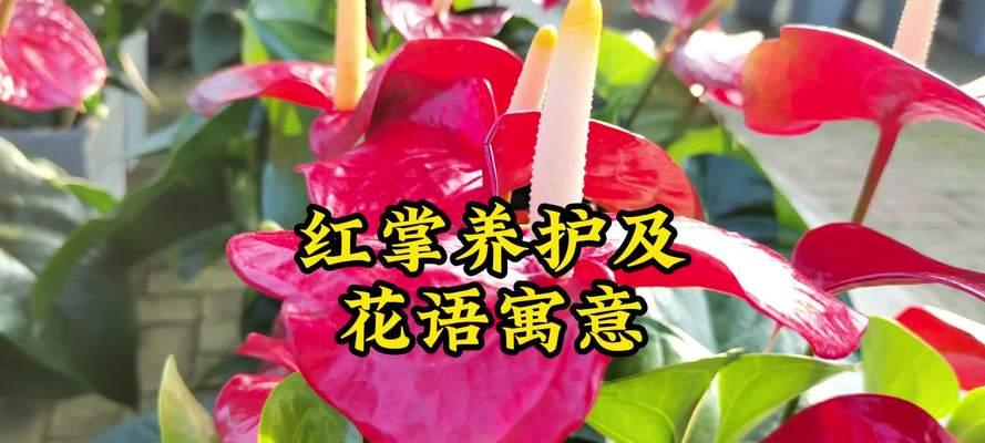 一棵红掌的花语是什么？如何传递情感？