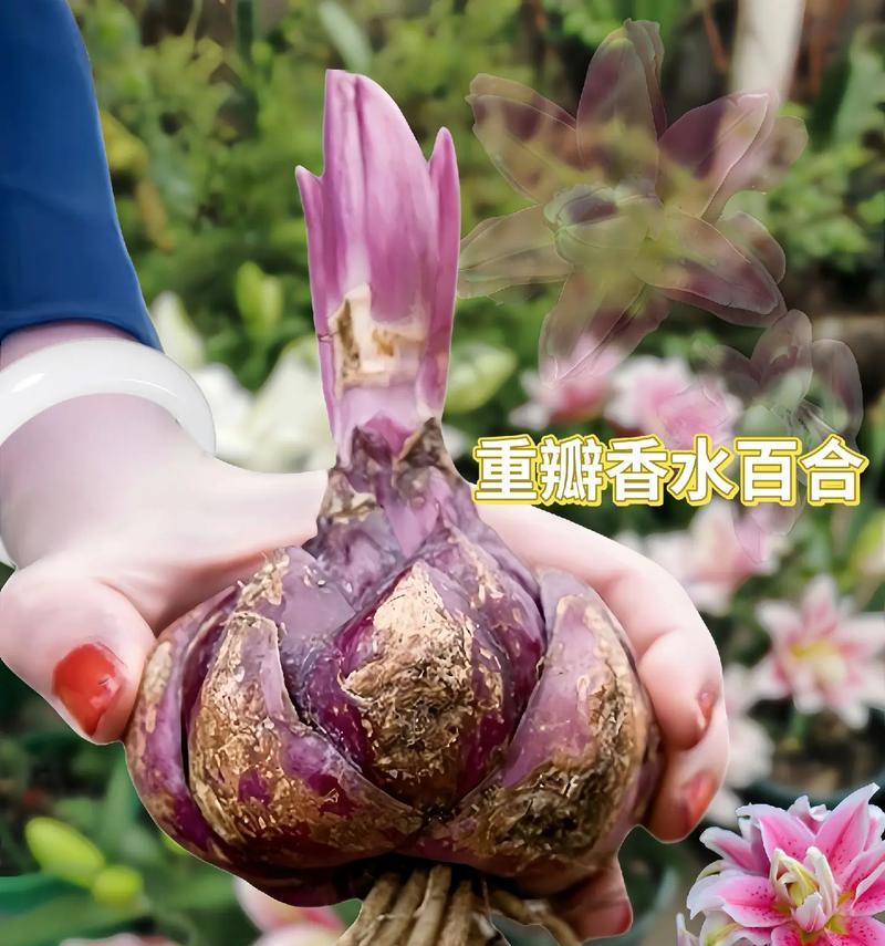 童年百合花语代表什么？它有什么特别含义？