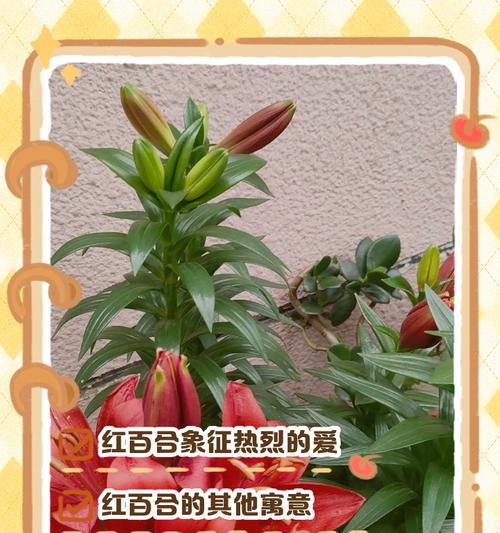 百合花语多情是什么？它如何表达爱意？
