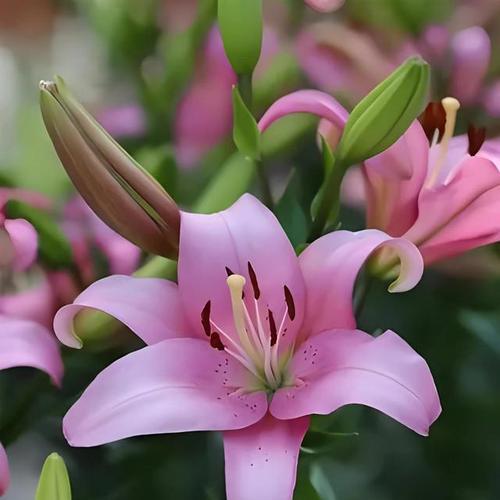 百合花语多情是什么？它如何表达爱意？
