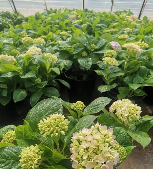七彩绣球花语有哪些？它们各自代表什么？
