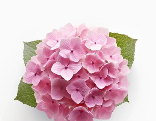 七彩绣球花语有哪些？它们各自代表什么？