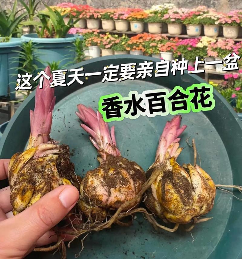 四季易活花语是什么？它如何适应不同环境？