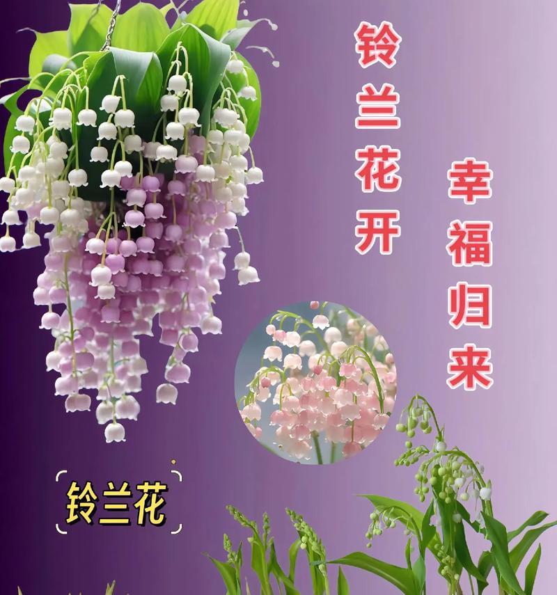 四季易活花语是什么？它如何适应不同环境？