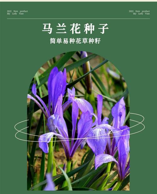 四季易活花语是什么？它如何适应不同环境？