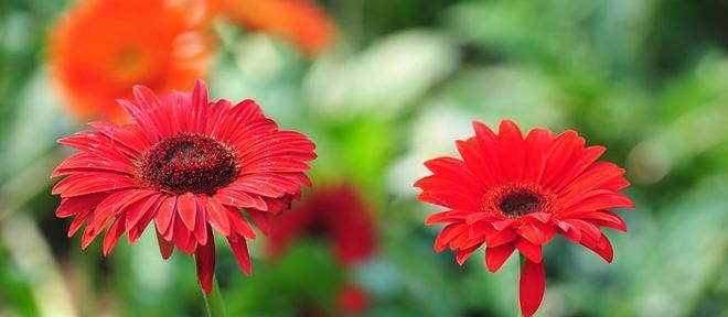 花语大波斯菊有哪些？它们各自代表什么？
