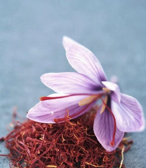 一串红花花语是什么？它如何表达情感？