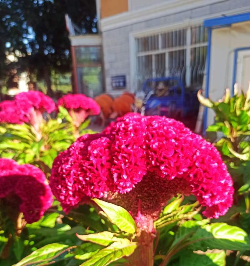 一串红花花语是什么？它如何表达情感？
