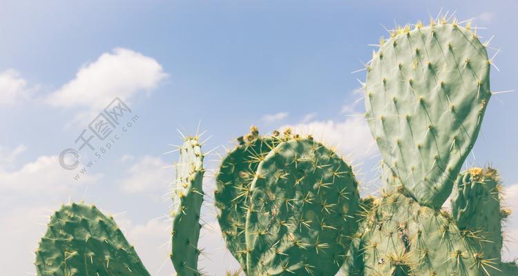 一支绿掌花语有何深意？它适合哪种场合？