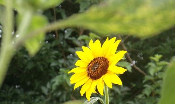 一支绿掌花语有何深意？它适合哪种场合？