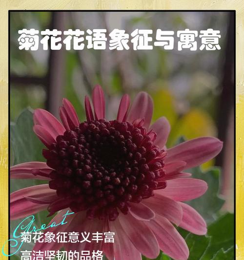 七月菊花花语是什么？它如何表达情感？