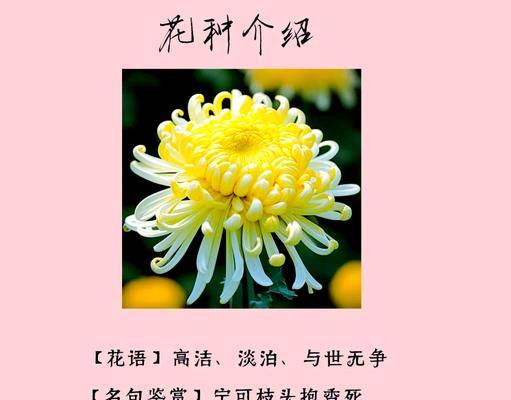 七月菊花花语是什么？它如何表达情感？