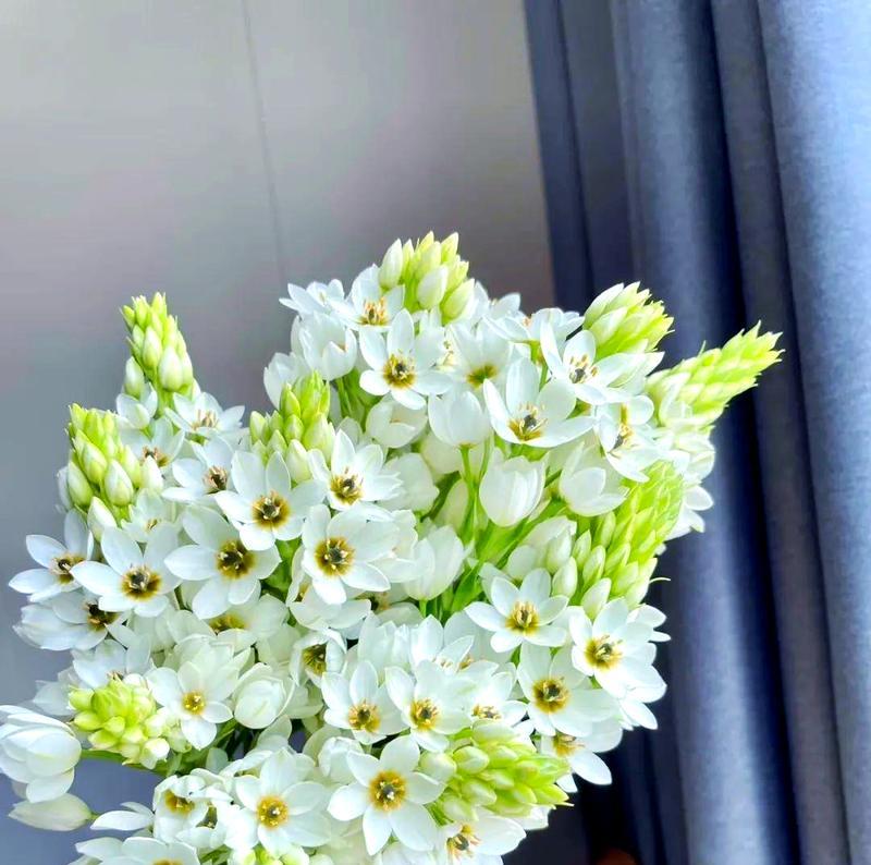 万年青花的花语是什么？如何表达爱意？