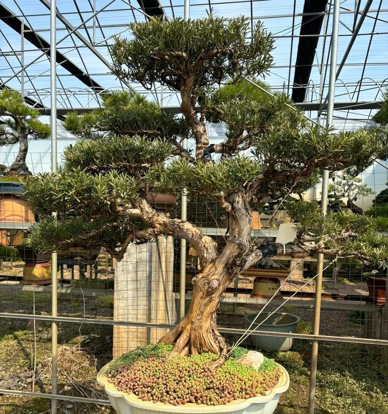 万年青花的花语是什么？如何表达爱意？