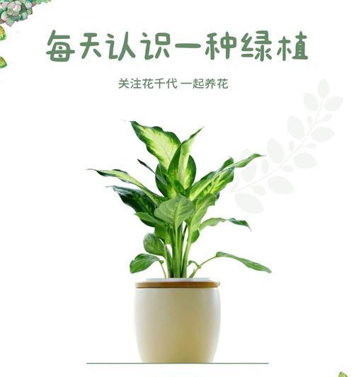 万年青花的花语是什么？如何表达爱意？