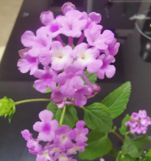 一家人的花语代表什么？如何选择合适的花卉？