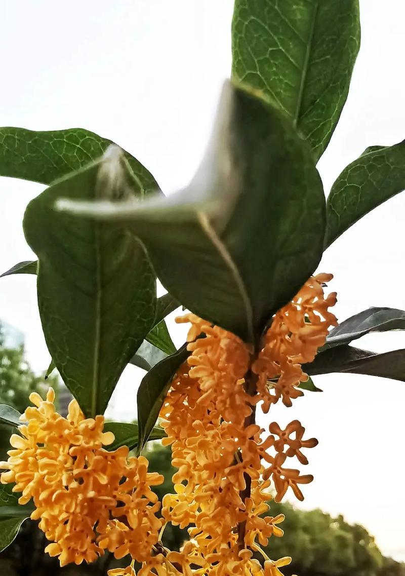 七月桂花的花语有哪些？如何用桂花表达情感？