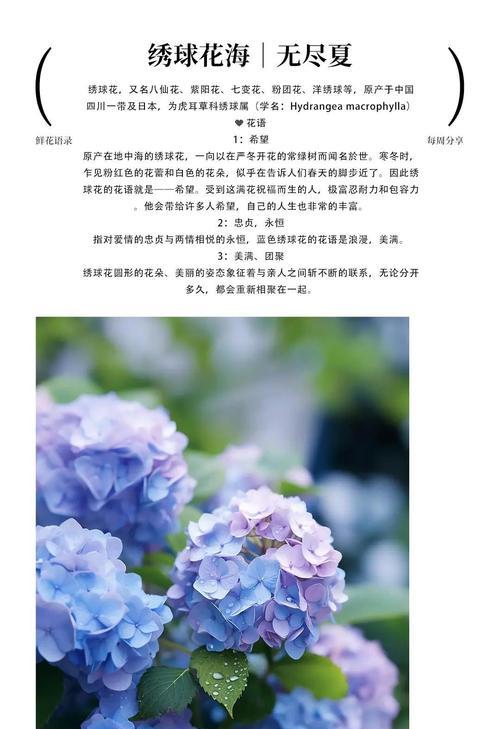 花的花语和寓意有哪些？如何挑选寓意深刻的花卉？