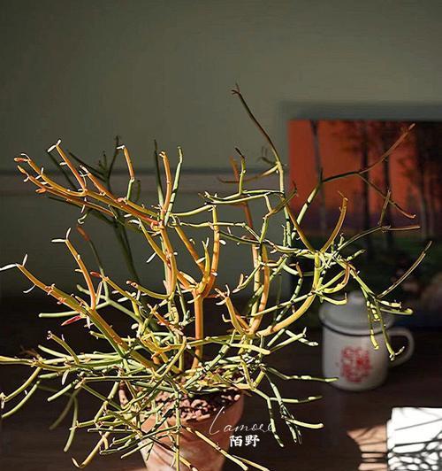 膨珊瑚花语寓意是什么？如何用膨珊瑚表达情感？