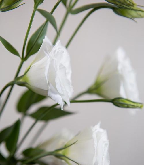 白色桔梗花的花语是什么？桔梗花表达怎样的情感？