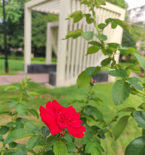 白色月季花的花语是什么？月季花传递什么信息？