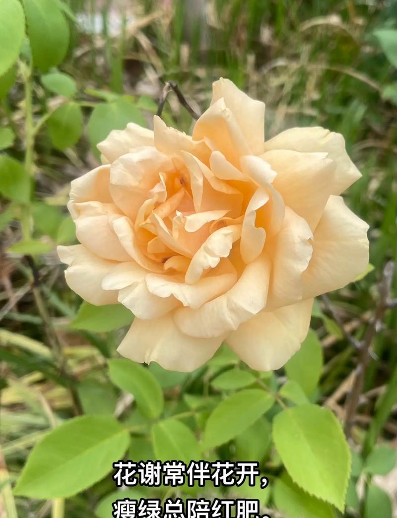 白色月季花的花语是什么？月季花传递什么信息？
