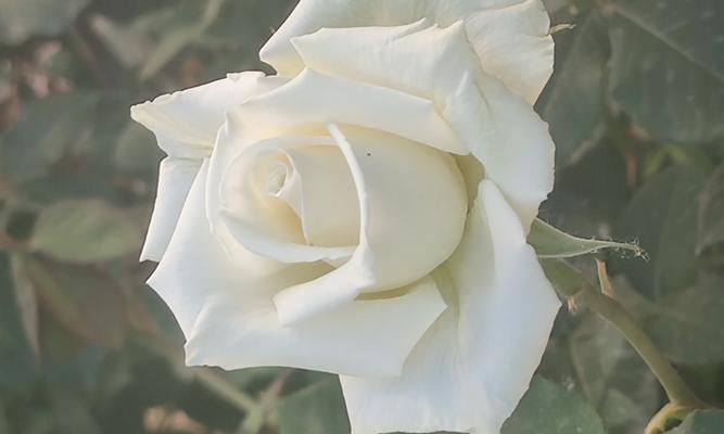 白色月季花的花语是什么？月季花传递什么信息？