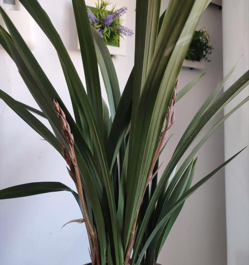 墨兰花的花语是什么？墨兰代表怎样的情感？