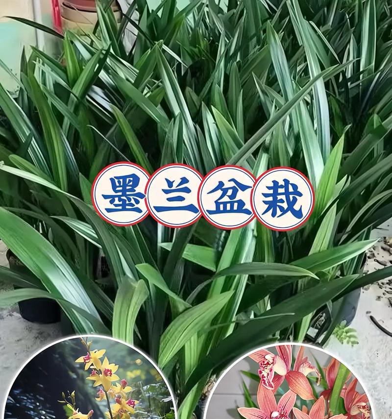 墨兰花的花语是什么？墨兰代表怎样的情感？