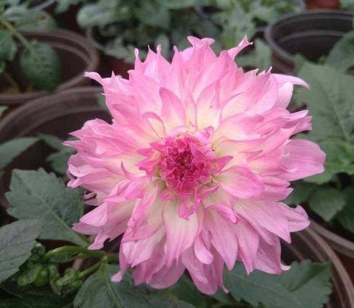 粉色大丽花的花语是什么？大丽花表达什么意义？